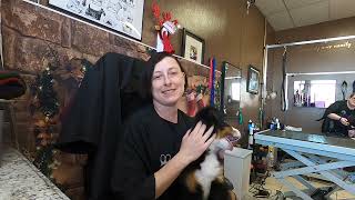 How to avoid disappointment at your dog groomer by Size Matters Dog Grooming 117 views 1 year ago 2 minutes, 55 seconds