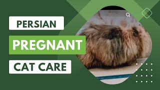 Pregnant cat care || بلی کے کراس ہونے کے بعد اس کی دیکھ بھال کیسے کریں #catlover #persian #pets
