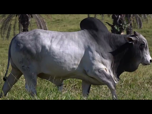 Lote 25   Leilão Touros Fazenda Santa Tereza