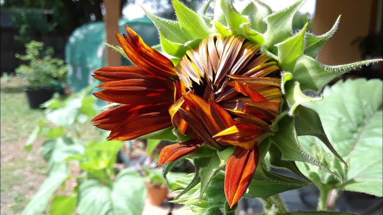 A little tour of the vegetables & flowers starting to open around the