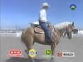 panorama agropecuario episodio 27 doma de caballos: riendas