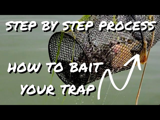 Easy Way to Catch Minnows! Free! Best Way? Fast! Minnow Trapping! - How to  Use Umbrella Net 
