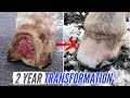 HOLE in HOOF finally HEALED // Horseshoeing TRANSFORMATION // Pinto Bean's TWO YEAR Journey // Ep. 8