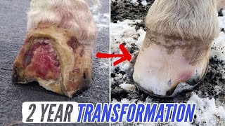 HOLE in HOOF finally HEALED // Horseshoeing TRANSFORMATION // Pinto Bean&#39;s TWO YEAR Journey // Ep. 8