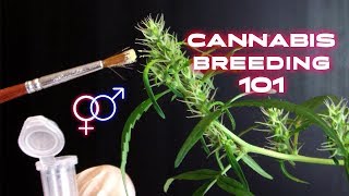 How To Create a New Cannabis Strain - Breeding Methods - Khalifa Genetics