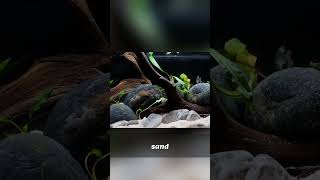 Aquatic Plants: Can You Really Plant in Sand