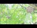 いのちのしずく―オオタカからの贈りもの―