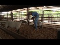Right from the Start - Sheep