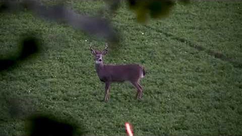 Buck Reaction to Bow Shot