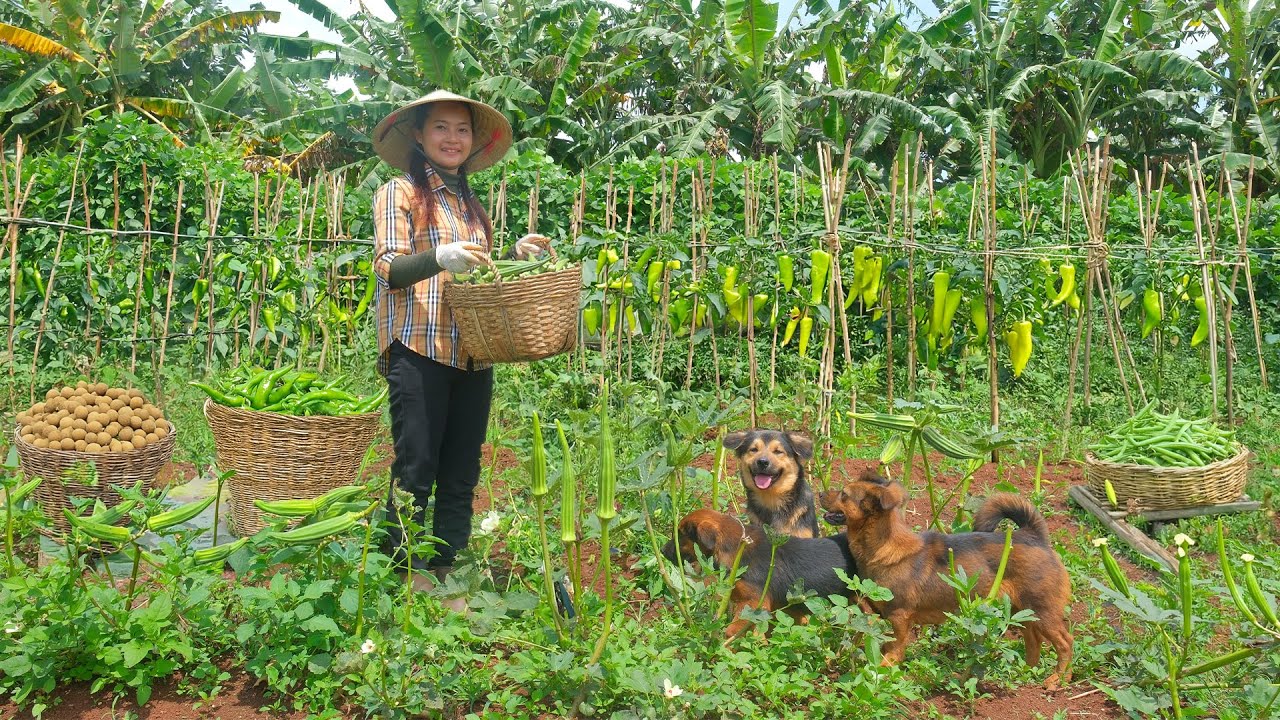 Harvest Bush Green Beans, Green Chili Pepper, Okra, Longan To Sell At The Market, Cook
