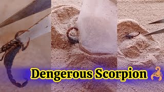 Download Lagu scorpion is dengerous active poison inject react the body #scropion #animals #mrhackersiddu MP3