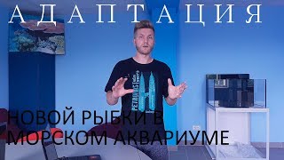 Адаптация новой рыбки в морском аквариуме. Адаптация новой рыбки в морском аквариуме.