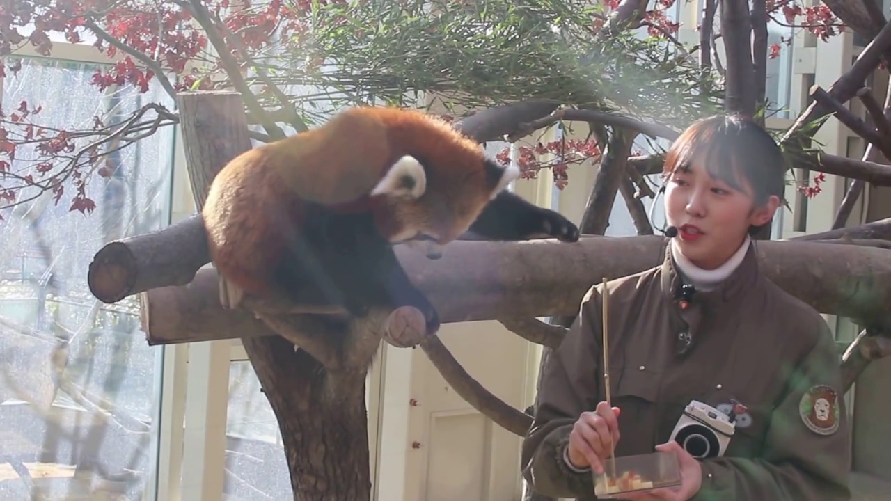 난폭한 랫서팬더 2