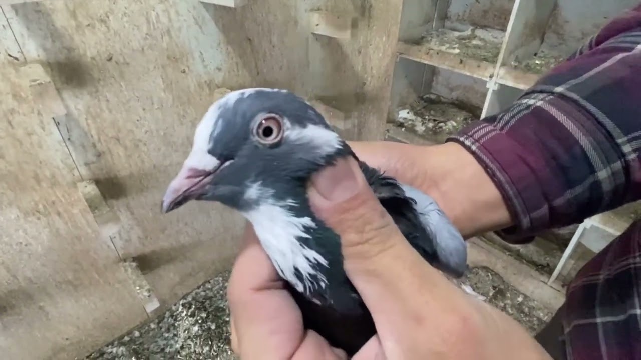 ਬੀਸੀ ਦੇ ਐਬਸਫੋਰਡ ਸ਼ਹਿਰ ਵਿੱਚ ਸਭ ਤੋਂ ਪਹਿਲਾਂ ਇਹ ਬੰਦਿਆਂ ਦੇ ਕਬੂਤਰ ਹੁੰਦੇ ਸੀ॥