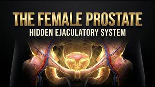 The Skene’s Gland: Decoding the Female Prostate