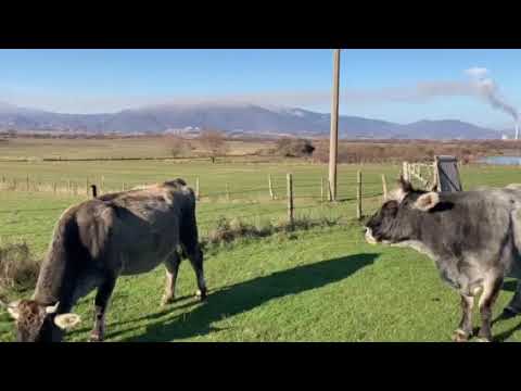 Video: Zašto Vam Treba Crtica