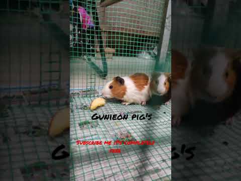 guinea pig's eating apple#apple#vocycclingvlogs#votech5g