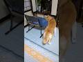 ゴンの日課の仏壇参り　 #shiba #柴犬