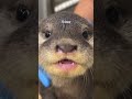 World Otter Day