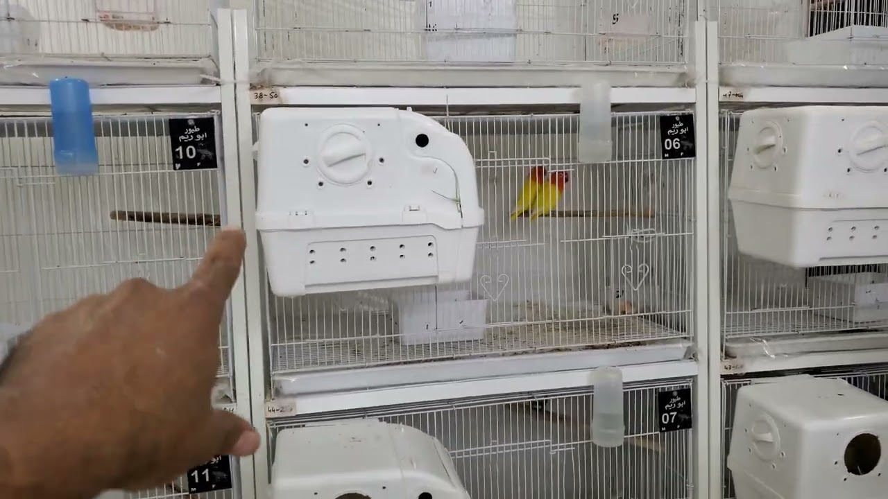 مميزات وعيوب صناديق التفريخ او بياضات البلاستيكية لطيور فيشر غندور و روز 🐦