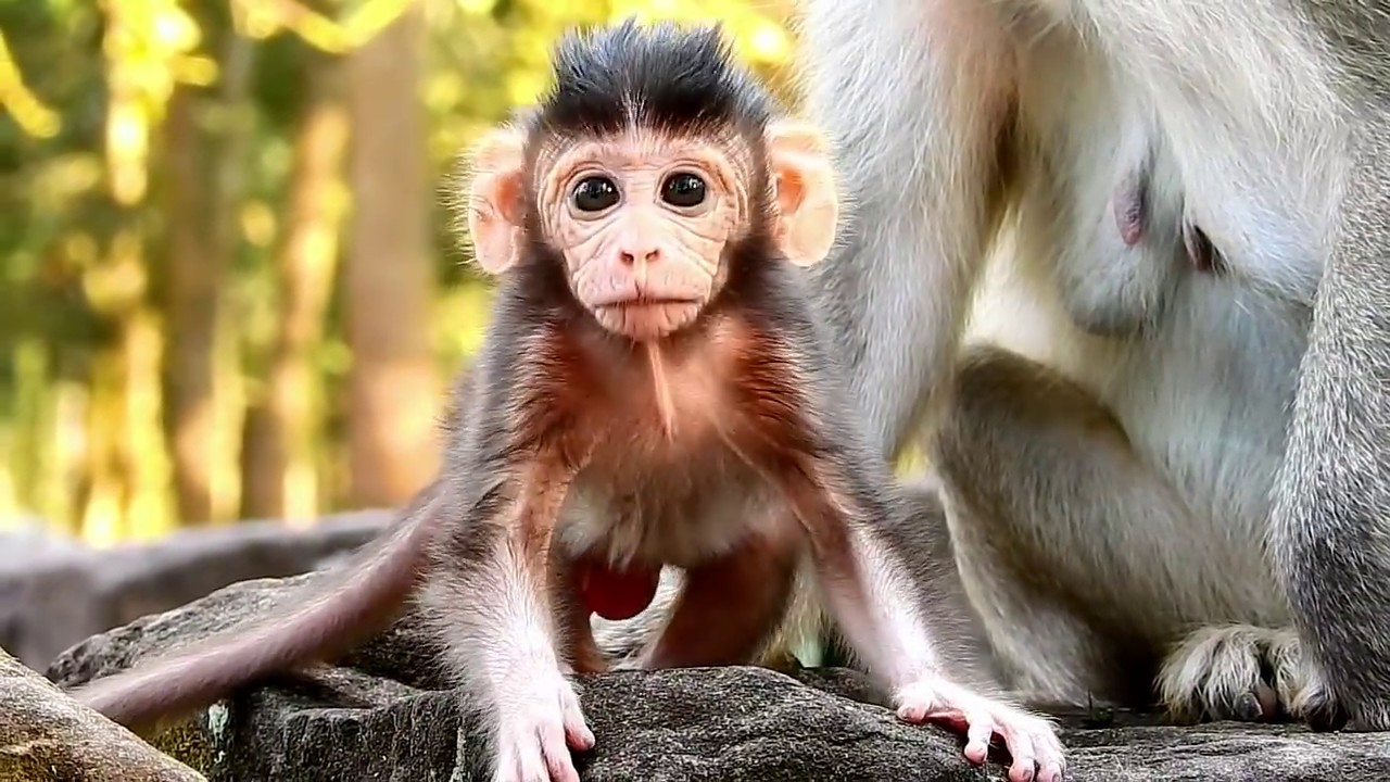 Great video of monkey family, Kind Jane family looks adorable and friendly