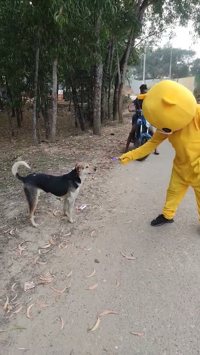 teddy Bear 🐻 best Fanny moments tiktok video #teddy #tiktok #funny