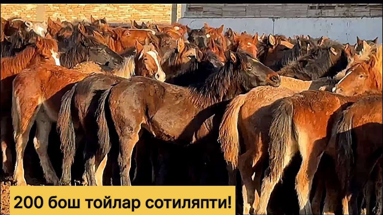 200 бош тойлар келди! 883664141☎️ 884990303☎️