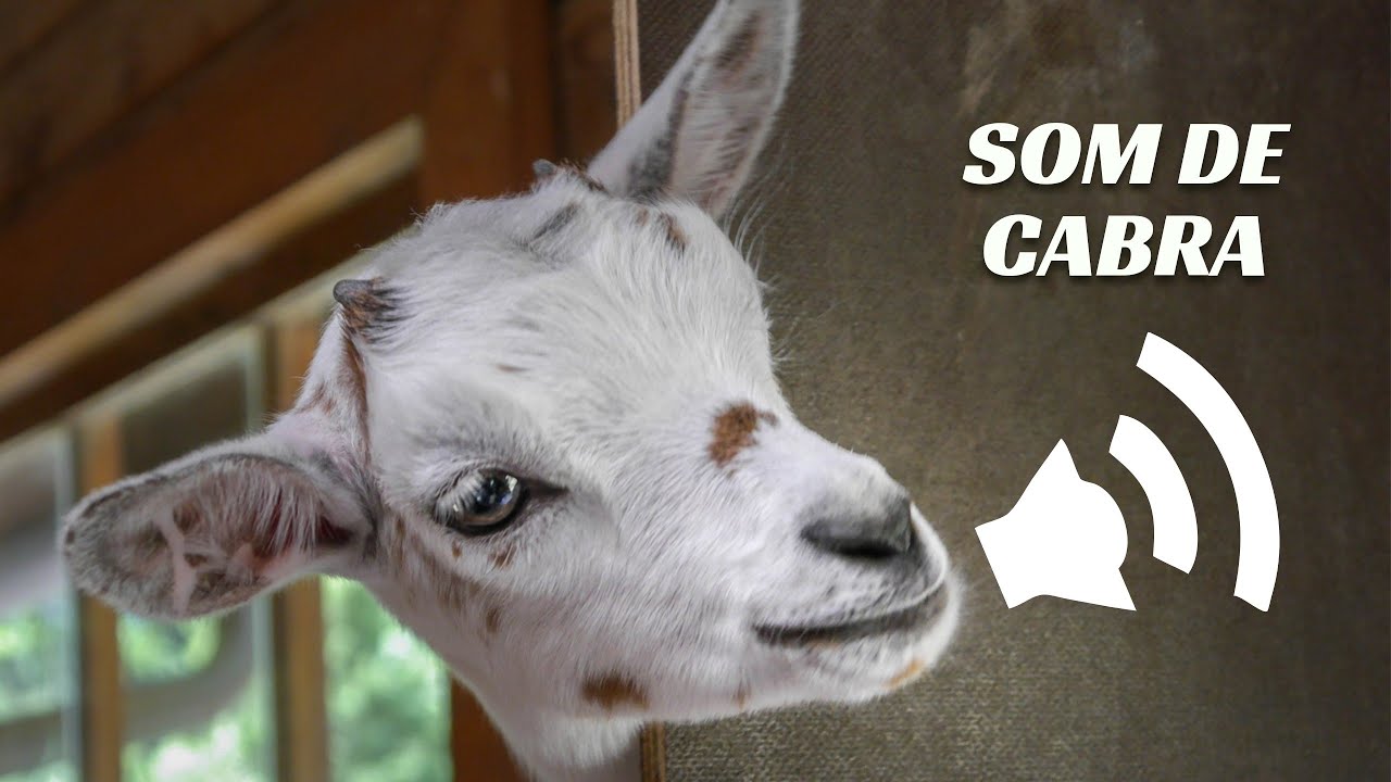 Som de Cabra - Cabras Berrando