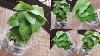 Bushy Moneyplant Tower🌿/How To Easily Create Bushy Money Plant Tower At Home🌿/Moneyplant Decoration🌿