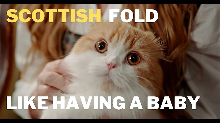 Watch the video about Scottish Fold Acting Like a Baby