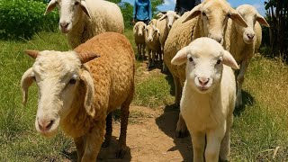 Caca Marica Mencari Anak Kambing dimana anak kambing Saya
