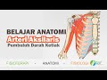 Belajar anatomi  arteri aksilaris pembuluh darah dibawah ketiak