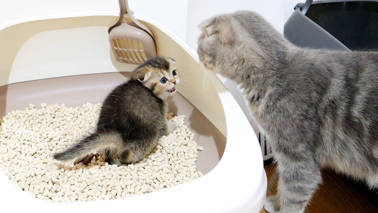 Этот очаровательный котенок сразу же дает своей маме знать, когда он научился пользоваться туалетом.