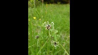 Introduction to PLANTPOPNET