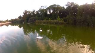 Cygnes Au Lac De Larboretum De Montfermeil Dji Phantom