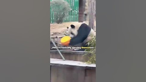 Pandas are the dumbest creatures alive