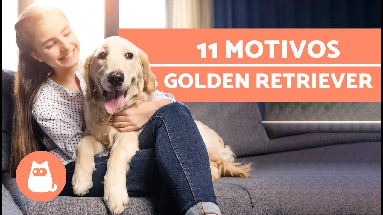 10 Motivos Que Hacen A Los Golden Retriever Perros Increibles Youtube