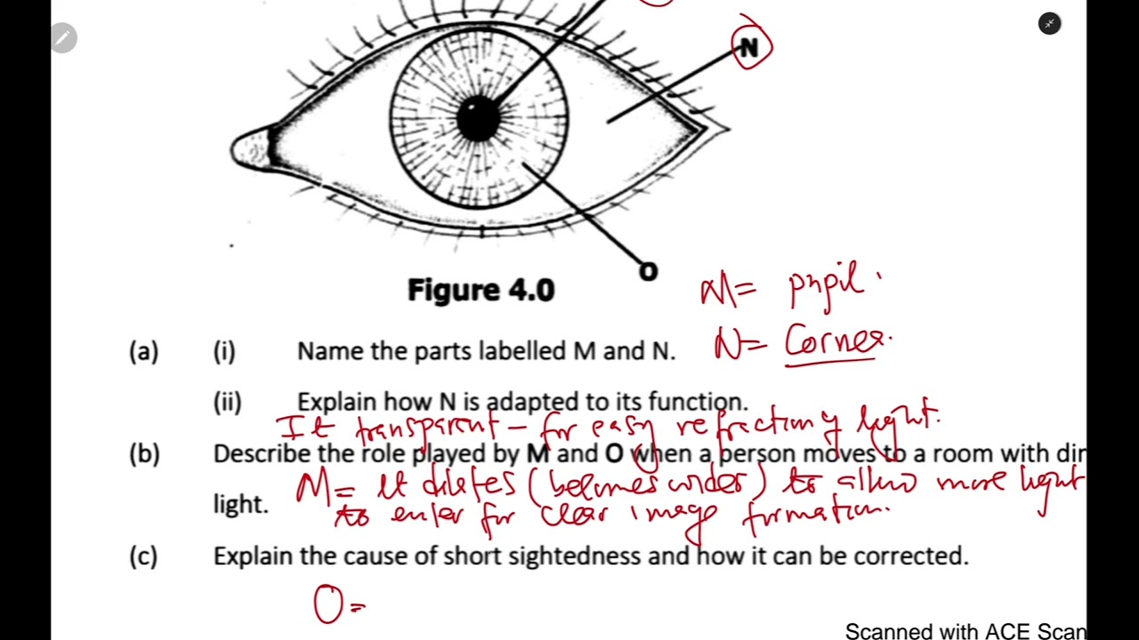 Biology - The eye [exam question] THE DIGITAL TUTOR.