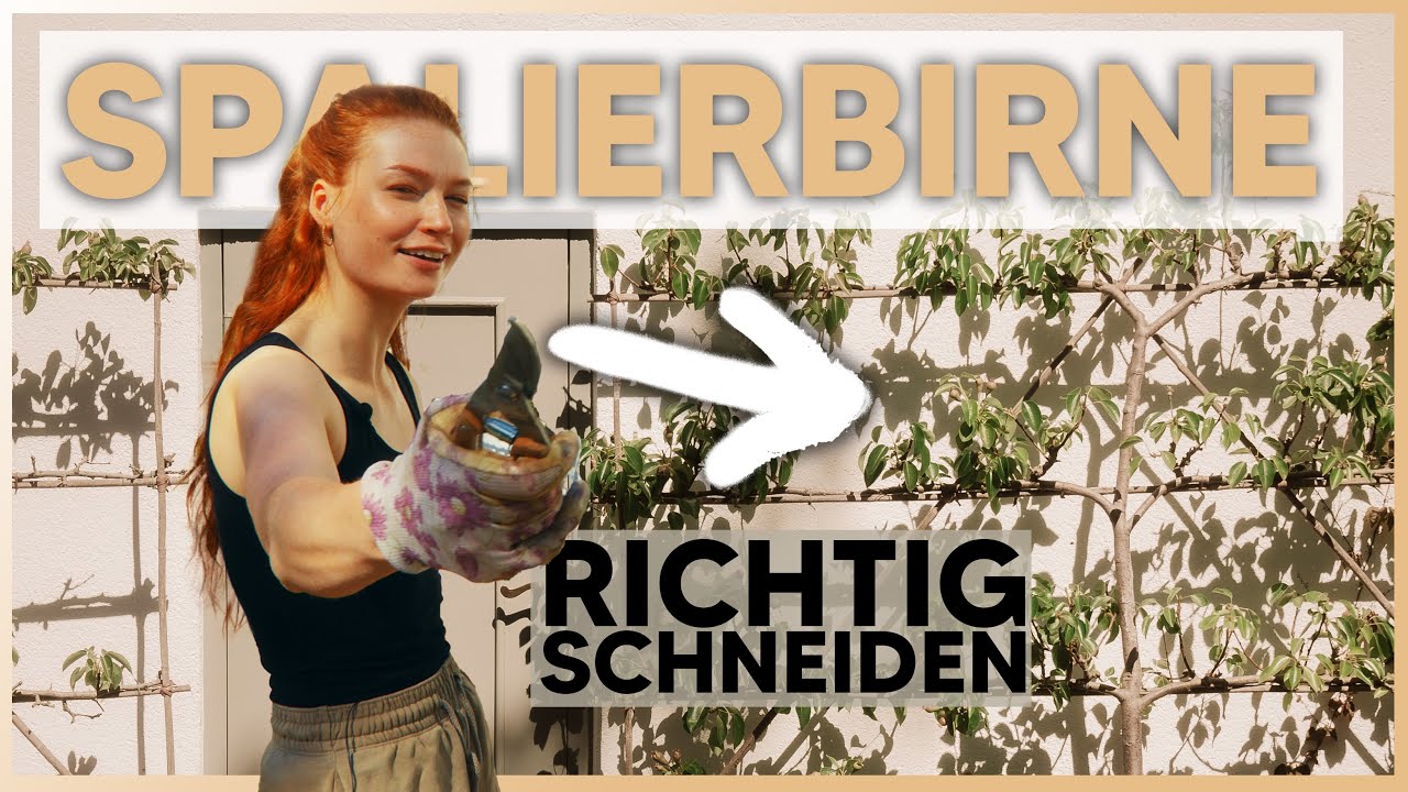 SPALIERBAUM SCHNEIDEN ✂️ So bekommt man eine reiche Obsternte