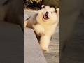 Cute puppy ❤️ #かわいい犬 #anjingcomel #สุนัขน่ารัก#cutedogph #chóđángyêu #anjinglucu #cachorrofofo