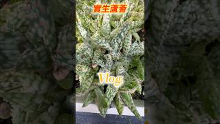 實生蘆薈------《聖誕節》Seed-grown Aloe — “Christmas” #succulent #Aloe