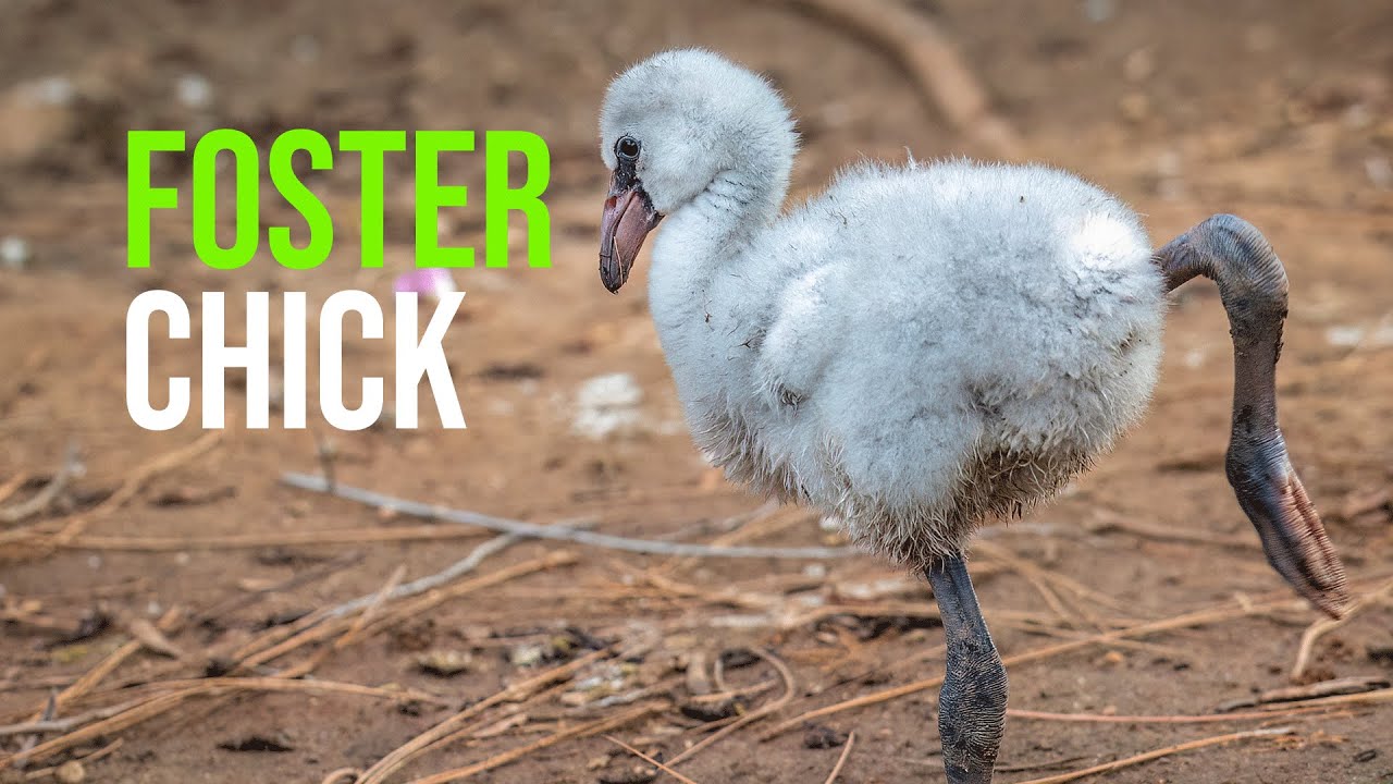 foster-chick-youtube