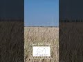 Grain Field Breeze
