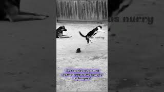 the movie Cat stand its ground against dogs using kung Fu techniques #reels #mastercat #shortvideo
