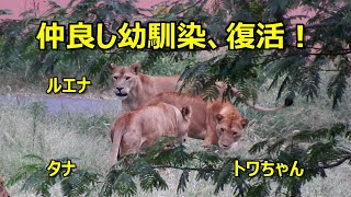 仲良し幼馴染、復活　〜 Lion (ライオン)〜　多摩動物公園
