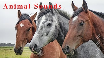 Animal Sounds for Children (20 Amazing Animals)