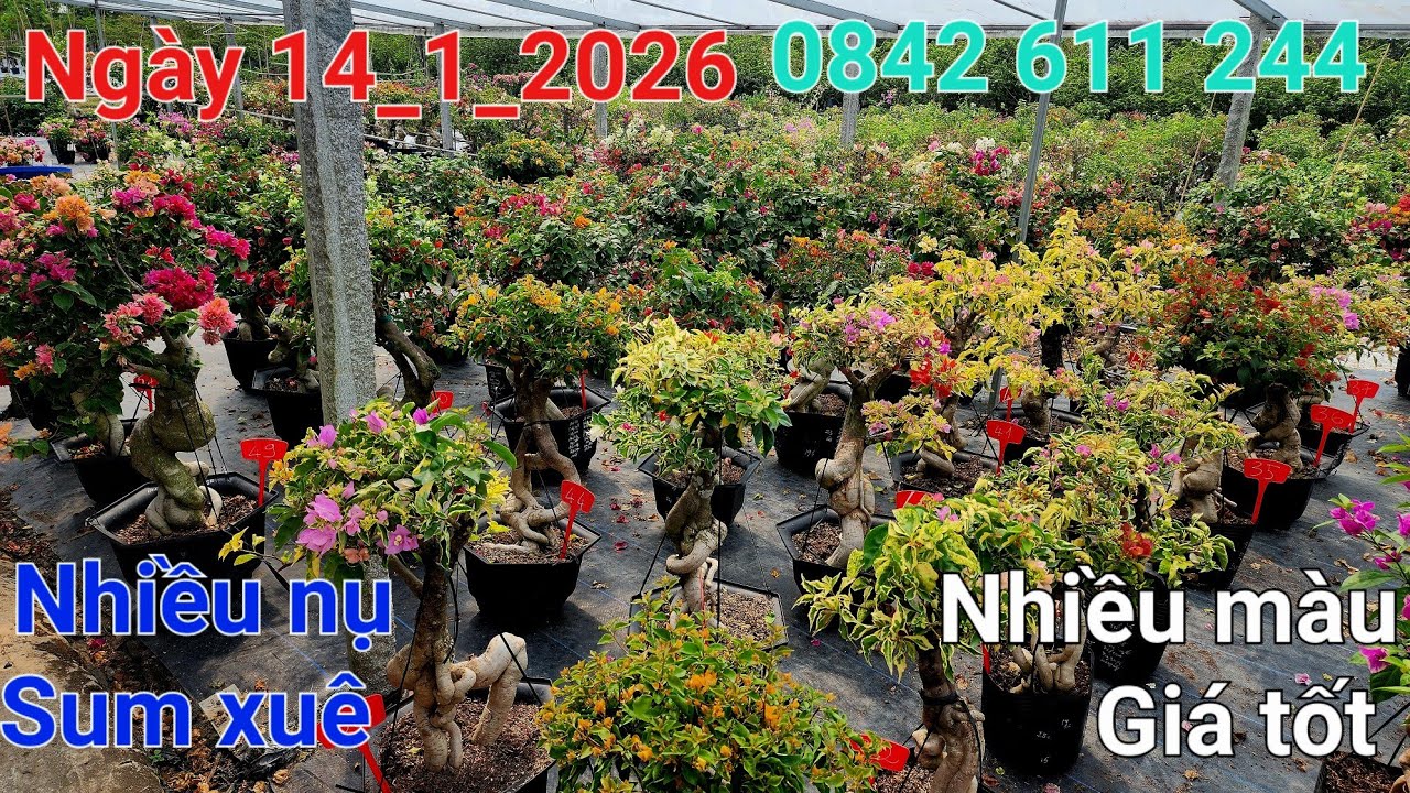 Ngày 14_1_2026 Hoa nhiều nụ Sum xuê nhiều màu giá rẻ ☎️0842 611 244. CTMT 
