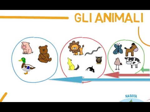 La Classificazione Degli Animali Scuola Primaria Youtube