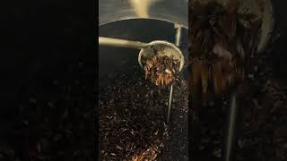 Soaking Oud Chips at the Amouage Manufacture