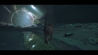 Stray_20220814213526